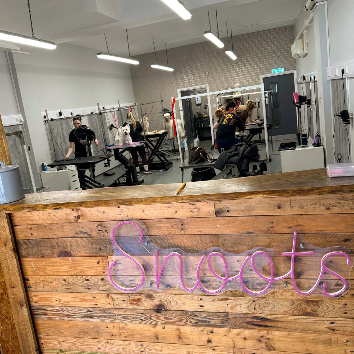 Students training at Snoots Dog Grooming Training School